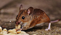 24 Hour & Emergency Exterminators in W Stewartstwn, NH